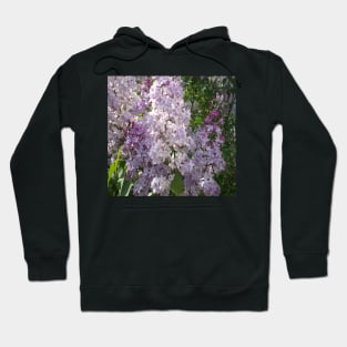 Purple lilac Hoodie